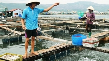 Quảng Ninh: Phát huy lợi thế nghề nuôi trồng thủy sản