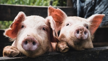 Giá thịt lợn hôm nay 23/9: Giảm tại 2 miền Nam-Bắc