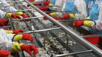 VASEP: Dự báo xuất khẩu tôm năm 2020 có thể tăng 8%