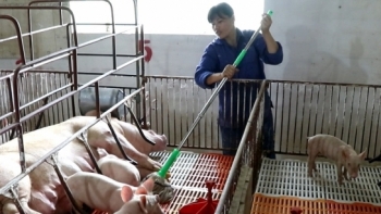 Hà Nội: Chăn nuôi có kiểm soát khi thực hiện tái đàn lợn