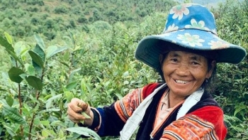 Điện Biên: Tổng thu ngân sách nhà nước 8 tháng đạt hơn 710 tỷ đồng