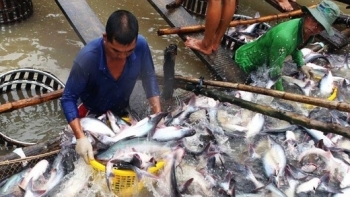 Xuất khẩu cá tra: Điểm sáng duy nhất ở thị trường Anh