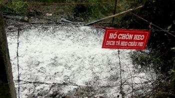 Cà Mau: Cần hỗ trợ hóa chất sát trùng phòng, chống dịch bệnh trên động vật