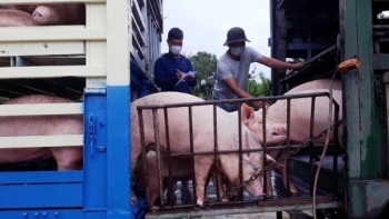 Giá thịt lợn hôm nay 25/9: Giảm nhẹ trên nhiều địa phương