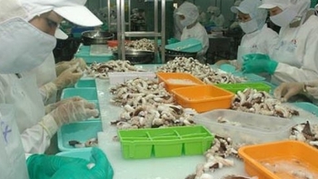 Xuất khẩu mực và bạch tuộc tăng ở hầu hết các thị trường chính