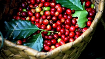 Giá cà phê hôm nay 26/9: Tiếp tục tăng