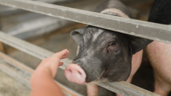 Giá thịt lợn hôm nay 26/9: Thấp nhất là 75.000 đồng/kg