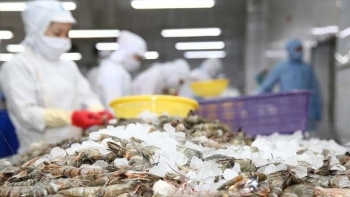 Xuất khẩu tôm sang Mỹ vẫn tăng trưởng khả quan