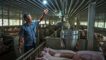 Giá thịt lợn hôm nay 29/9: Vẫn tăng giảm trái chiều trên cả nước