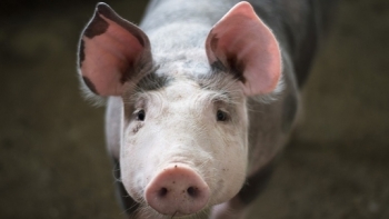 Giá thịt lợn hôm nay 30/9: Đồng loạt giảm cả ở 3 miền