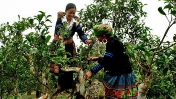 Điện Biên: Tập huấn xây dựng và phát triển thương hiệu cho sản phẩm địa phương