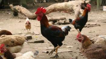 Hà Nội: Đẩy mạnh phát triển, quảng bá thương hiệu Gà Mía Sơn Tây