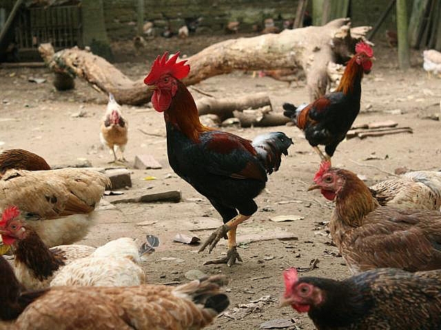 Gà Mía có chất lượng thịt thơm ngon nên được nhiều người tiêu dùng ưa chuộng