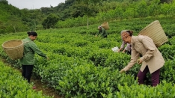 Bắc Kạn: Tập trung phát triển cây chè theo quy mô sản xuất hàng hóa