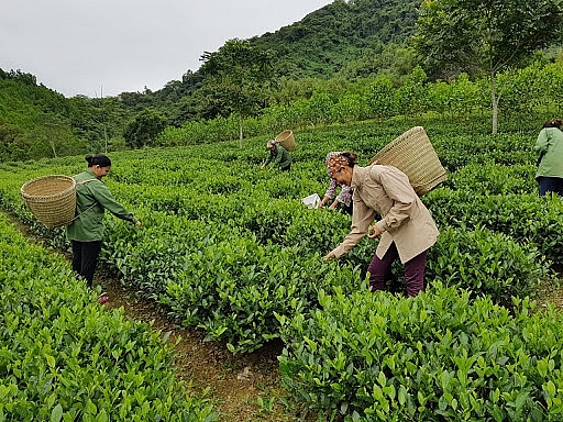 Bắc Kạn: Phát triển cây chè theo quy mô sản xuất hàng hóa