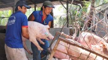 Giá thịt lợn hôm nay 1/10: Tiếp tục điều chỉnh giảm tại hai miền Nam-Bắc