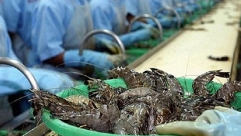 Canada: Thị trường tiềm năng lớn cho xuất khẩu tôm Việt