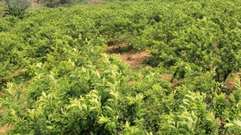 Bắc Kạn: Phát triển sản phẩm nông, lâm ở Pác Nặm