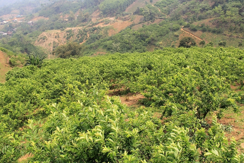  lĩnh vực nông nghiệp của Pác Nặm đã đạt được một số kết quả nhất định