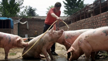 Giá thịt lợn hôm nay 2/10: Giảm nhẹ tại cả 3 miền