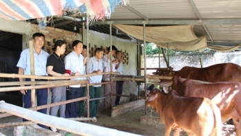Vĩnh Phúc: Hỗ trợ giảm thiểu ô nhiễm môi trường trong chăn nuôi