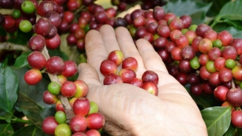 Giá cà phê hôm nay 3/10: Cao nhất 31.500 đồng/kg ở Đắk Lắk