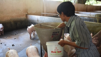 Giá thịt lợn hôm nay 3/10: Nhiều địa phương tiếp tục giảm sâu