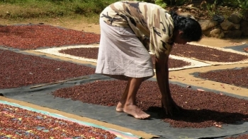 Giá hồ tiêu hôm nay 3/10: Ổn định so với phiên giao dịch hôm qua