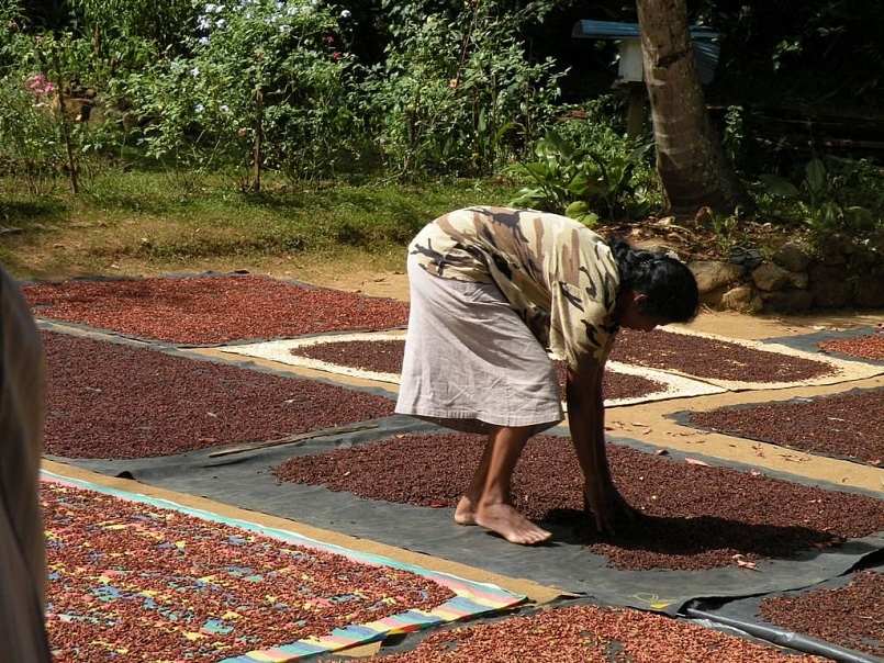 Giá hồ tiêu hôm nay 3/10 ổn định so với phiên giao dịch hôm qua