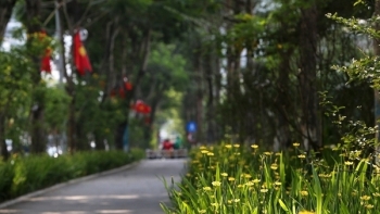 Hà Nội: Sắp hoàn thành kế hoạch trồng 600.000 cây xanh