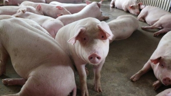 Giá thịt lợn hôm nay 4/10: Tiếp tục giảm tại cả 3 miền