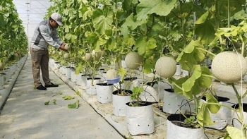 Bắc Ninh: Triển khai 69 đề tài, dự án khoa học công nghệ trong nông nghiệp