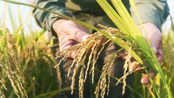 Cập nhật giá gạo hôm nay 5/10: Phiên sáng đầu tuần ổn định