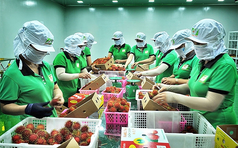 Xuất khẩu hàng hóa sang EU tăng mạnh