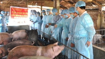 Giá thịt lợn hôm nay 6/10: Tiếp tục giảm từ 1.000 - 2.000 đồng/kg