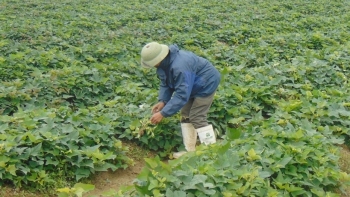 Quảng Ninh: Chủ động triển khai sản xuất vụ Đông năm 2020