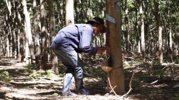 Cập nhật giá cao su hôm nay 7/10: Giảm cả ở 2 sàn giao dịch