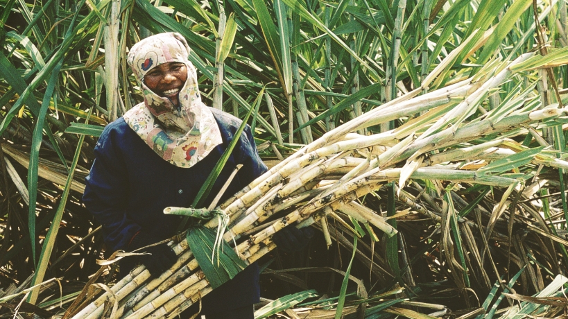 Đã có bản câu hỏi điều tra chống bán phá giá đối với sản phẩm đường mía có xuất xứ từ Thái Lan