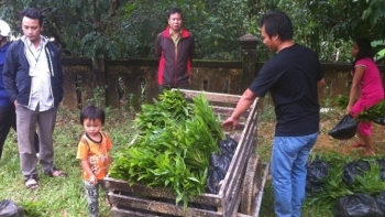 Thừa Thiên-Huế: Dự kiến phát triển thêm gần 10.000ha rừng trồng sản xuất gỗ lớn