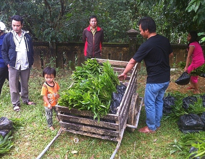 Thừa Thiên-Huế dự kiến phát triển thêm gần 10.000ha rừng trồng sản xuất gỗ lớn