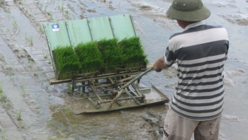 Hiệu quả kinh tế từ mô hình cấy lúa bằng máy ở Điện Biên