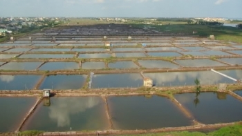 Ninh Bình: Sản lượng thuỷ sản 9 tháng ước đạt trên 44,1 nghìn tấn