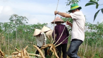 Xuất khẩu sắn và sản phẩm sắn 9 tháng vẫn tăng dù ảnh hưởng của dịch Covid-19