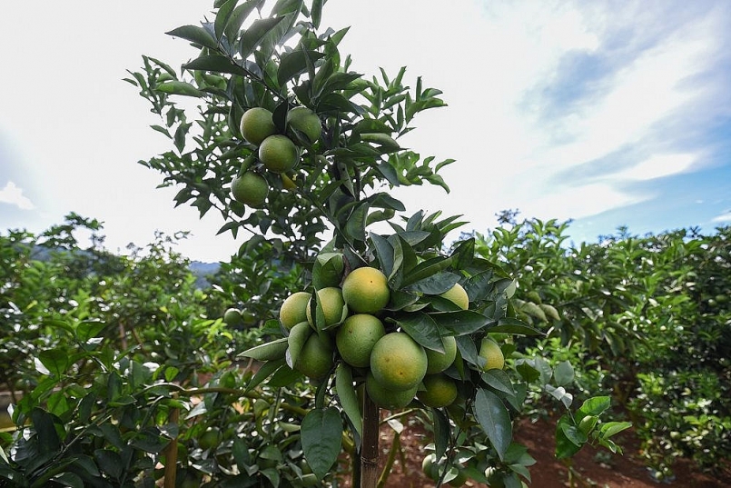 Triển khai kế hoạch phát triển vùng nguyên liệu cung cấp cho Trung tâm Chế biến rau quả Doveco Sơn La