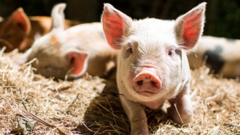 Giá thịt lợn hôm nay 9/10: Tiếp tục những chuỗi ngày xuống giá