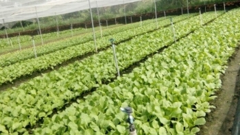 Đồng Nai: Phát triển được hơn 12,7 ngàn ha rau các loại