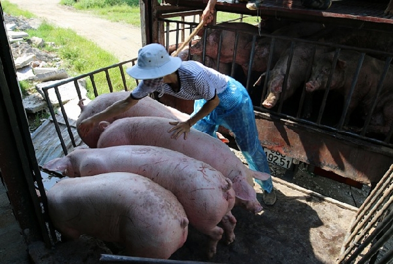 Giá thịt lợn hôm nay 10/10 chưa ngừng giảm