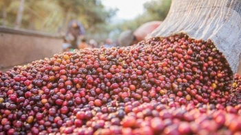 Giá cà phê hôm nay 10/10: Tiếp tục tăng lên mức 32.000 đồng/kg