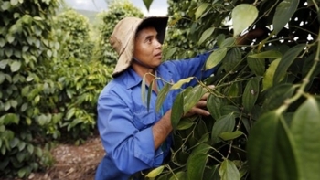 Giá hồ tiêu hôm nay 10/10: Trong nước tiếp tục giữ ổn định