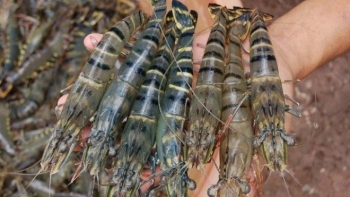 Tháng 9, xuất khẩu tôm tăng trưởng 20%